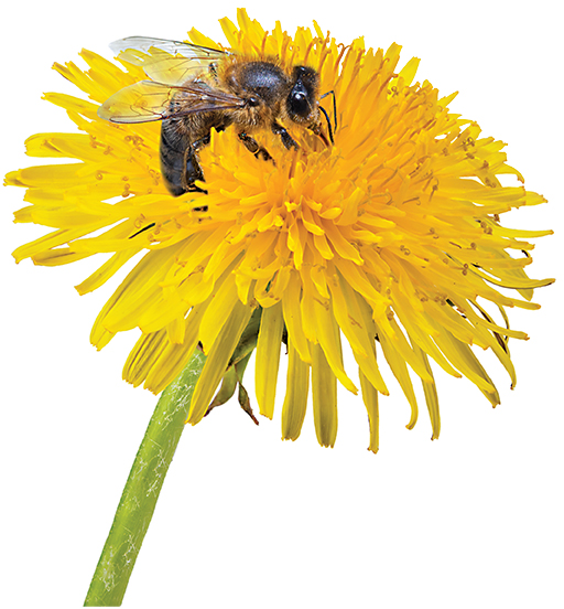 Pienė ir bitė gali sukelti alerginę reakciją, kuri neretai baigiasi anafilaksiniu šoku. 